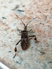 Leptoglossus occidentalis