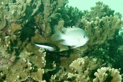 Pomacentrus callainus