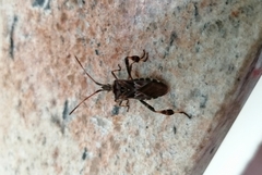 Leptoglossus occidentalis