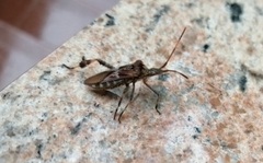 Leptoglossus occidentalis