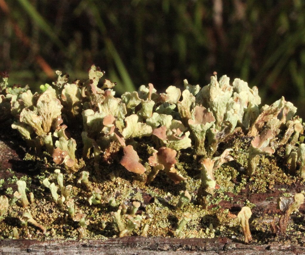 Thysanothecium scutellatum