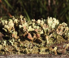 Thysanothecium scutellatum