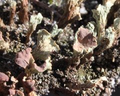 Thysanothecium scutellatum