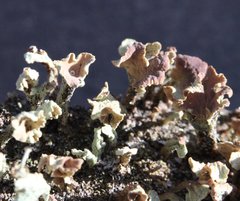 Thysanothecium scutellatum