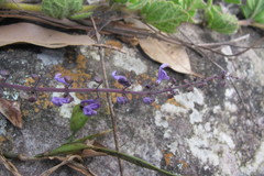 Plectranthus