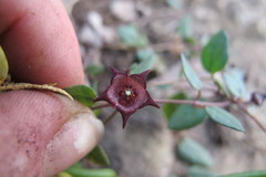 Brachystelma pulchellum