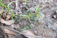 Brachystelma pulchellum