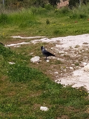 Corvus monedula