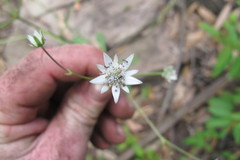 Alepidea peduncularis