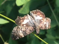 Chiomara georgina georgina