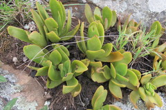 Crassula