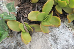 Crassula