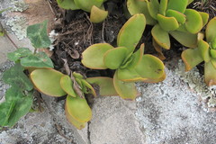 Crassula