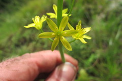 Eriospermum mackenii