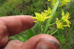 Eriospermum mackenii