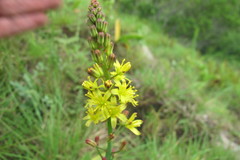 Eriospermum mackenii