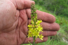 Eriospermum mackenii