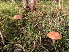 Leccinum albostipitatum
