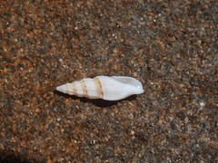 Guraleus pictus