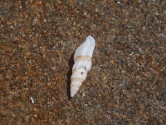 Guraleus pictus