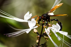 Delta pyriforme circinale