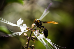 Delta pyriforme circinale