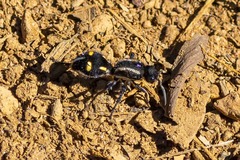 Traumatomutilla parallela