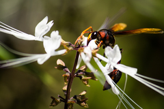 Delta pyriforme circinale