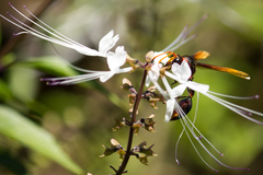 Delta pyriforme circinale