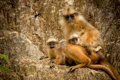 Sumatran Surili photo 3