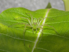 Peucetia virescens