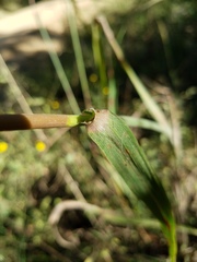 Saccharum brevibarbe