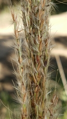 Saccharum brevibarbe