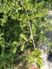 Rhamnus oleoides