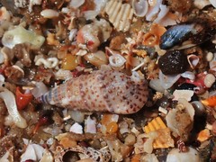 Rhinoclavis sinensis