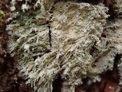 Lecanactis mollis