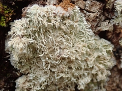Lecanactis mollis