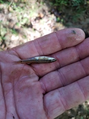 Notropis atrocaudalis