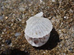 Pascahinnites coruscans