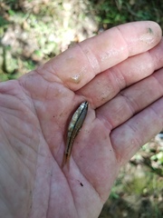 Notropis atrocaudalis