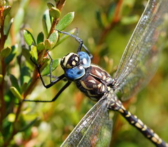 Austroaeschna flavomaculata