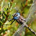 Alpine Darner - Photo (c) Reiner Richter, some rights reserved (CC BY-NC-SA)