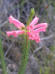Erica regia