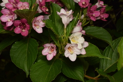 Weigela coraeensis