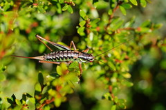 Chlorodectes montanus