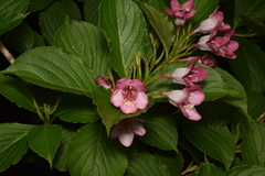 Weigela coraeensis