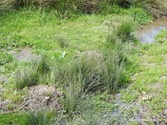 Juncus inflexus