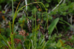 Carex misandra