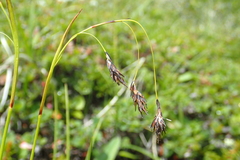 Carex misandra