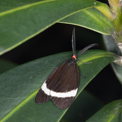 Pidorus